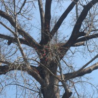 Bombax ceiba L.